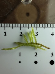 Brachythecium laetum