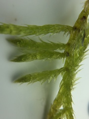 Brachythecium laetum