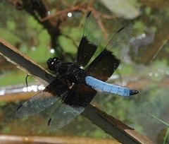 Thermorthemis madagascariensis