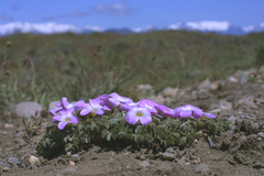 Oxalis adenophylla