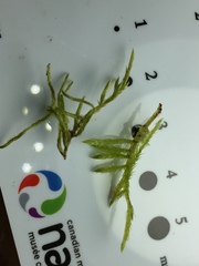 Brachythecium laetum