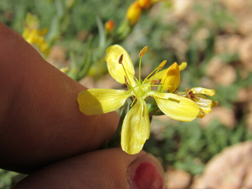 King's flax (Linum kingii)