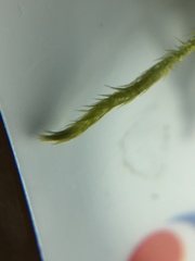 Brachythecium laetum