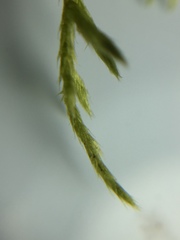 Brachythecium laetum