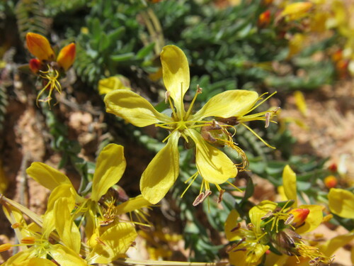 King's flax (Linum kingii)