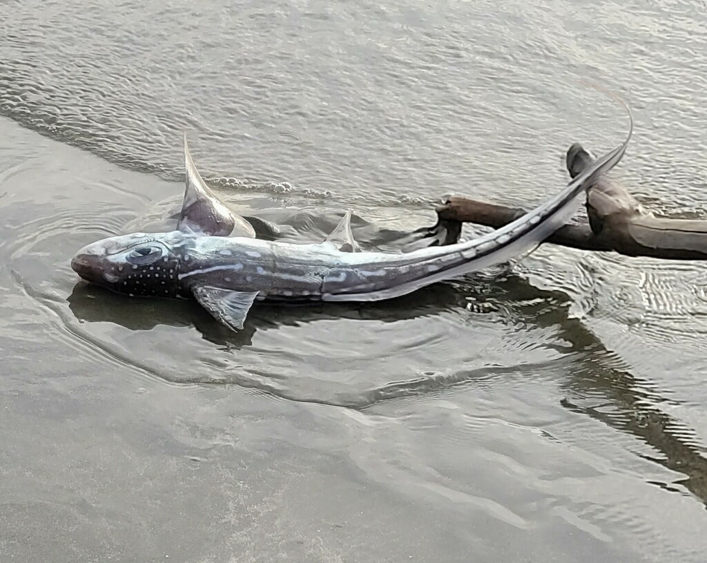 Dark ghostshark (Hydrolagus novaezealandiae) — Chimaeridae