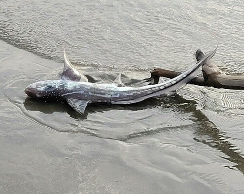 Dark ghostshark (Hydrolagus novaezealandiae) — Chimaeridae