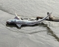 Dark Ghostshark photo 3