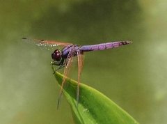 Trithemis persephone