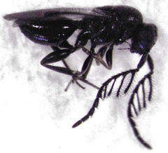 Dendrocerus