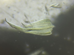 Brachythecium laetum