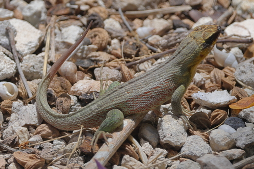 Haitian Curlytail Lizard, Leiocephalus personatus