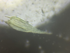 Brachythecium laetum