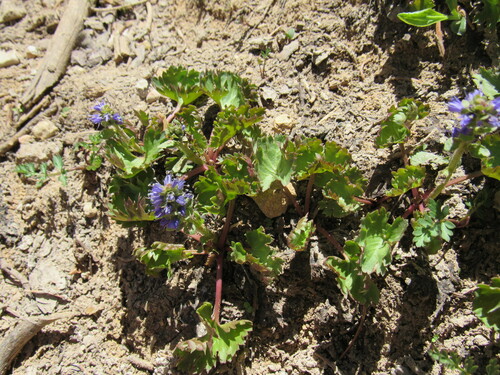 Image of Veronica utahensis by (c) Anders Hastings, some rights reserved (CC BY)