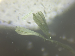 Brachythecium laetum
