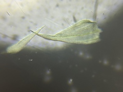 Brachythecium laetum