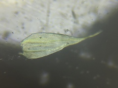 Brachythecium laetum