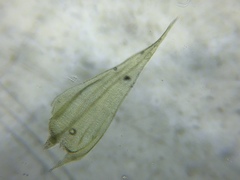 Brachythecium laetum
