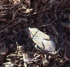 Spilostethus trilineatus