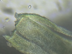 Brachythecium laetum