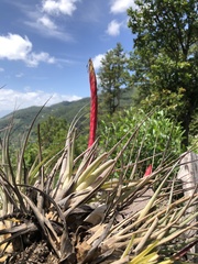 Tillandsia compressa, photograph author not stated, no rights reserved