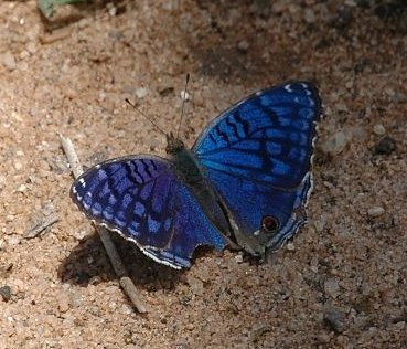 Royal Blue Pansy photo 4
