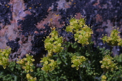 Azorella