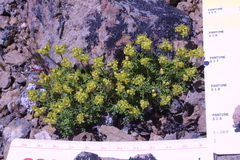 Azorella