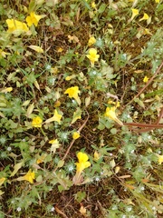 Navarretia intertexta