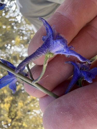 Delphinium glaucescens