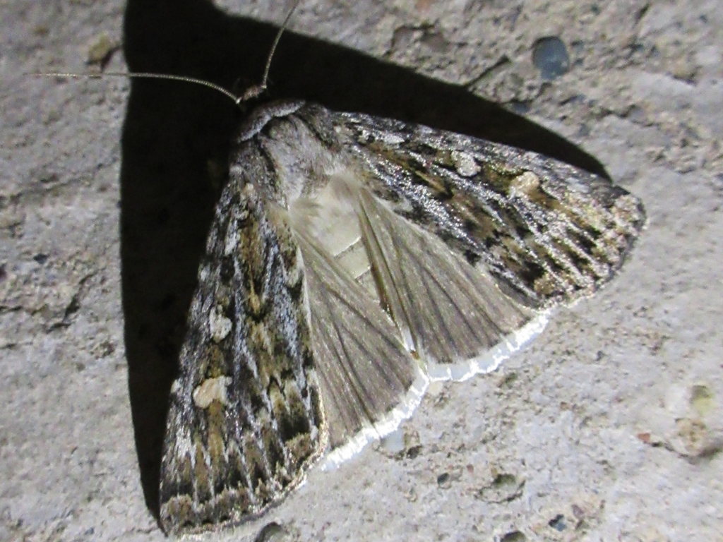 Actebia poecila