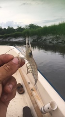 Penaeus