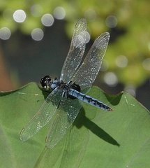 Urothemis edwardsii