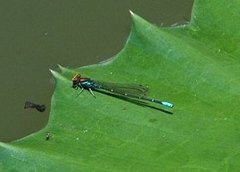 Pseudagrion punctum