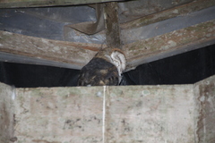 Tyto alba punctatissima