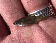Fundulus xenicus