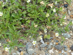 Bracteolatae