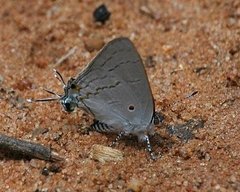 Hypolycaena philippus ramonza