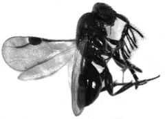 Dendrocerus