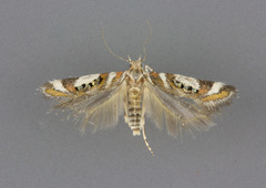 Aristotelia elegantella