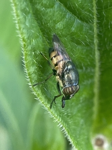 Stomorhina discolor