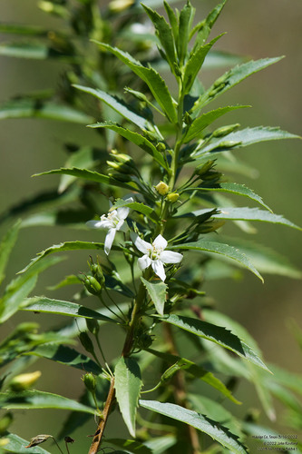 Capraria mexicana (Capraria mexicana)
