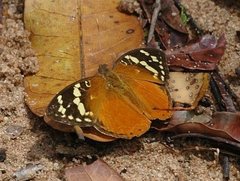 Aterica rabena