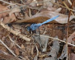 Orthetrum lemur