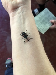 Cactophagus duplocinctus