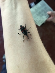 Cactophagus duplocinctus