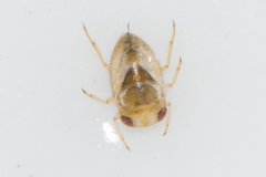 Neoplea