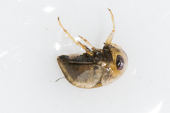 Neoplea