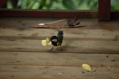 Parus monticolus
