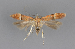 Eudactylota iobapta